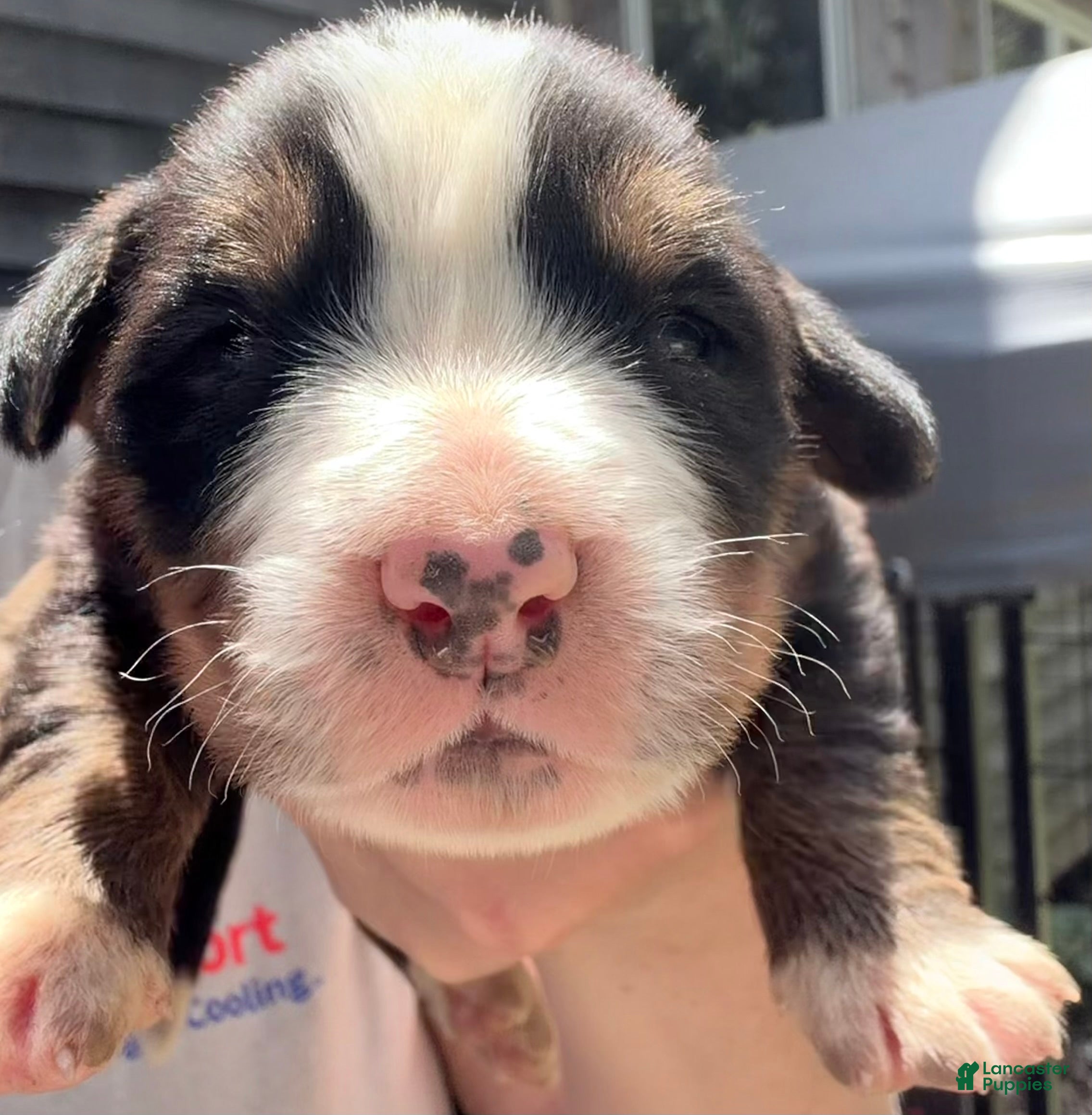 Bernese Mountain Dog dogs Maroon-Male - Ad 5