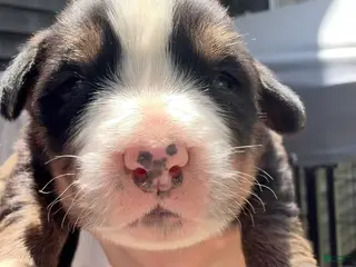 Bernese Mountain Dog dogs Maroon-Male - Ad 26