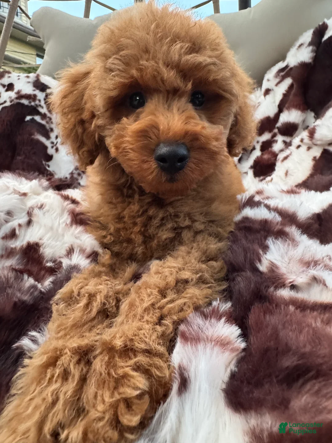 Mini Goldendoodle dogs for sale: Bryson  - Ad 2