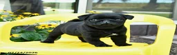 Pug dogs for sale: Sparky - Ad 4