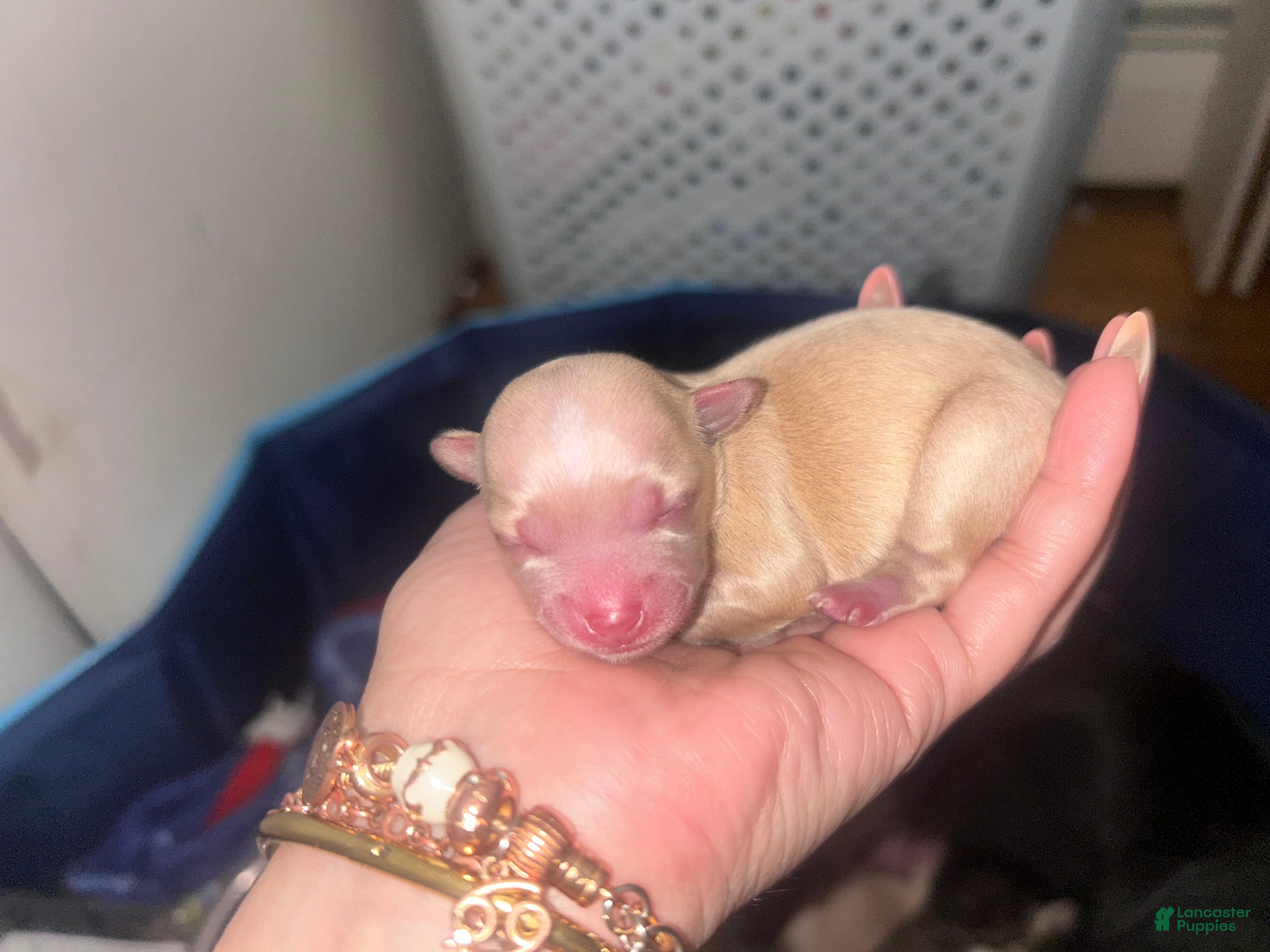Chihuahua dogs Chihuahua 3 - Ad 38