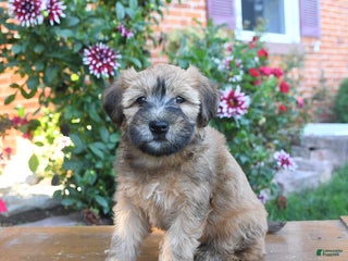 Soft Coated Wheaten Terrier dogs - Ad 5