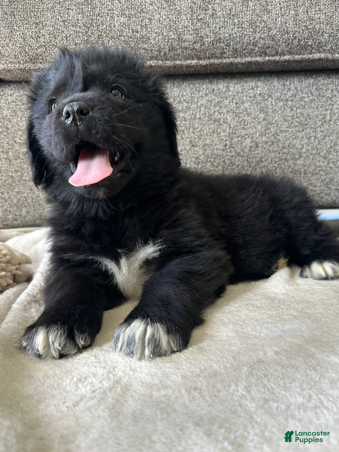 Newfoundland dogs for sale: OFA,AKC,CH, “Raine”  - Ad 6