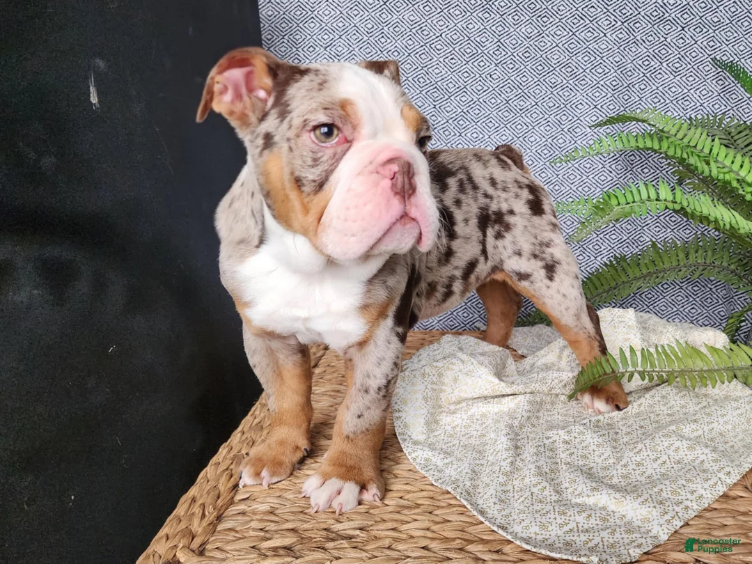 English Bulldog dogs for sale: Fletch - Ad 20