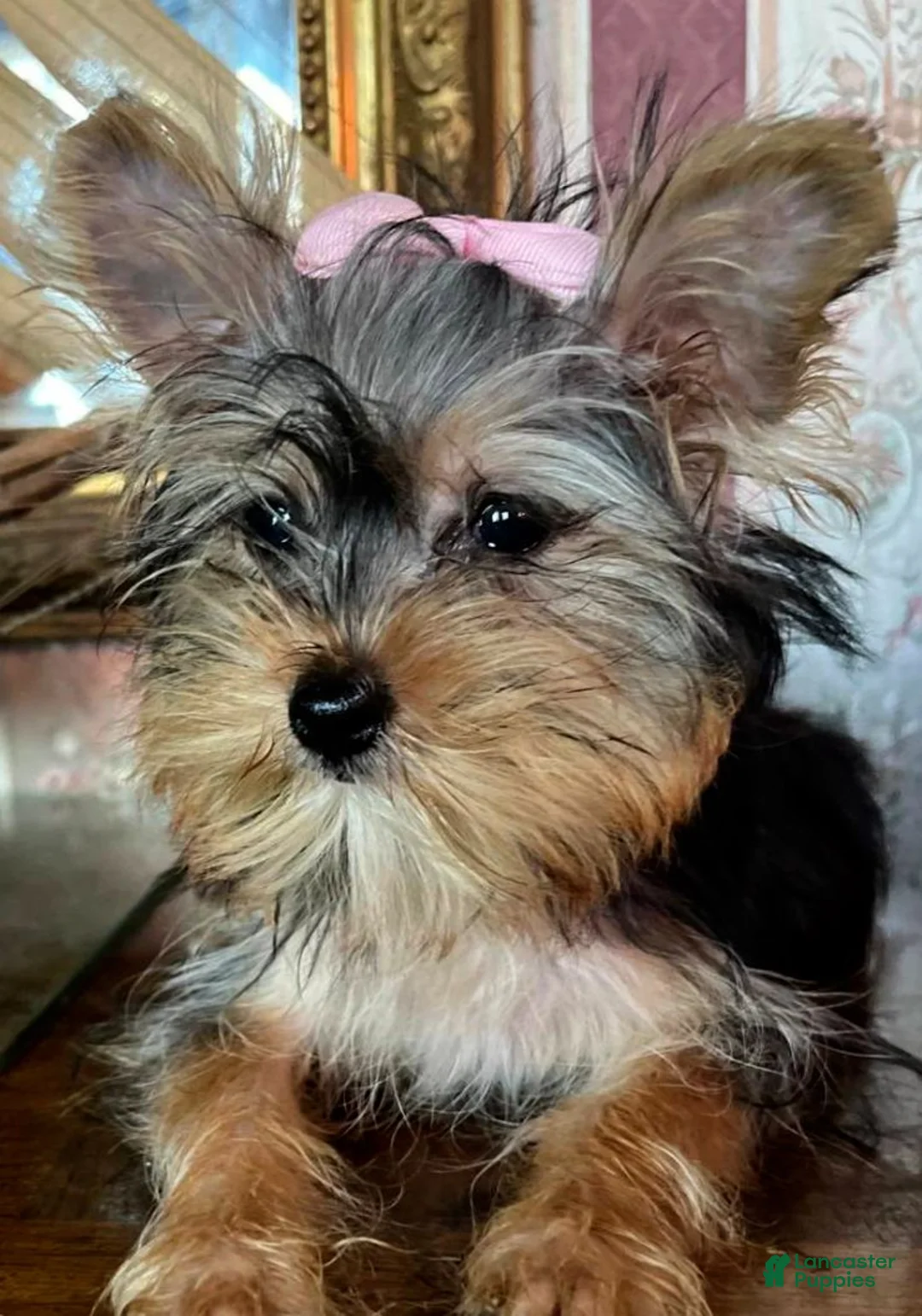 Yorkshire Terrier dogs for sale: Lulu - Ad 4