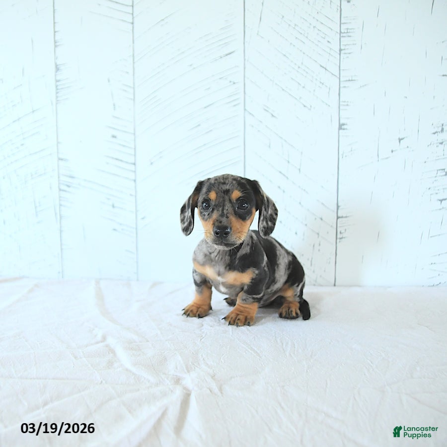 Miniature Dachshund dogs Izaak - Ad 2
