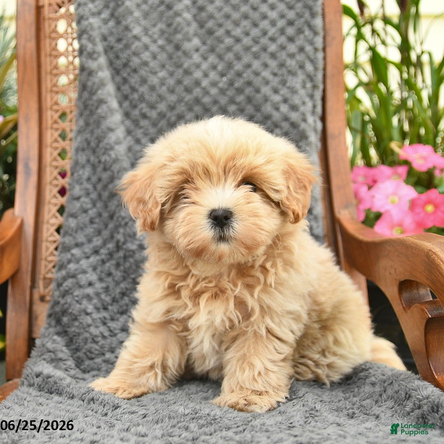 Maltipoo dogs Feather  - Ad 1