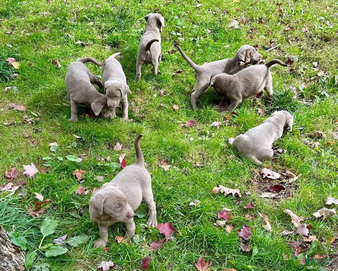 Labrador Retriever dogs for sale: Labrador Retriever 4 - Ad 2