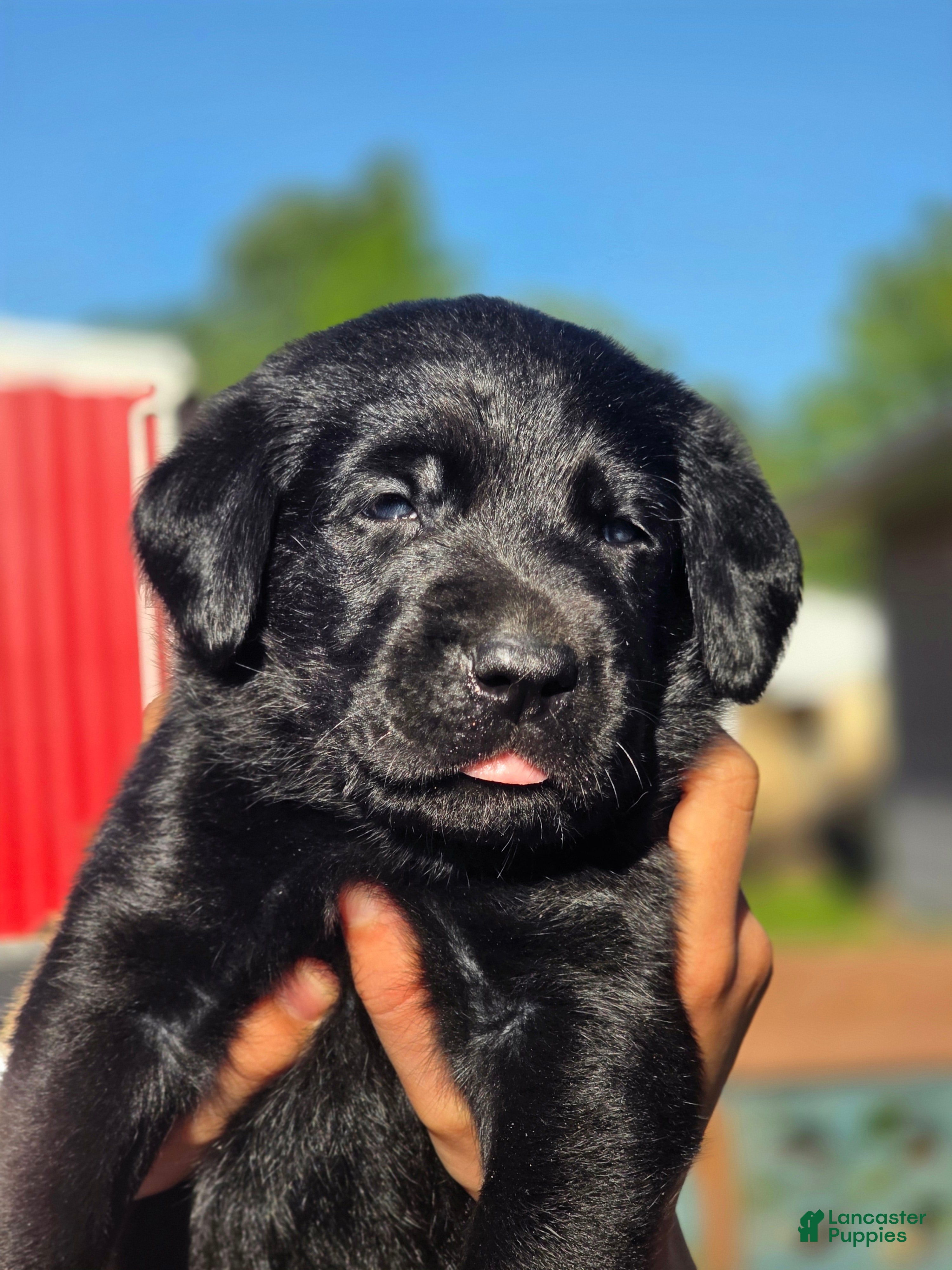 Labrador Retriever dogs for sale: Buck - Ad 1