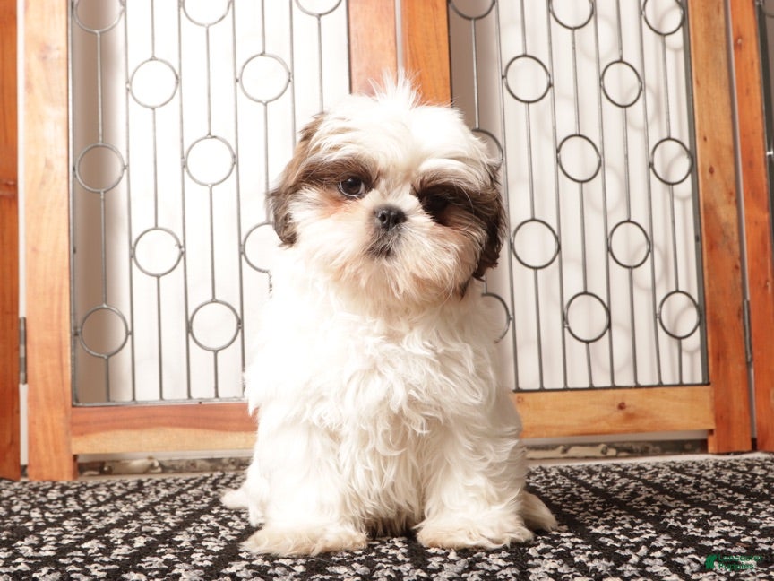 Shih Tzu dogs Pancake - Ad 1
