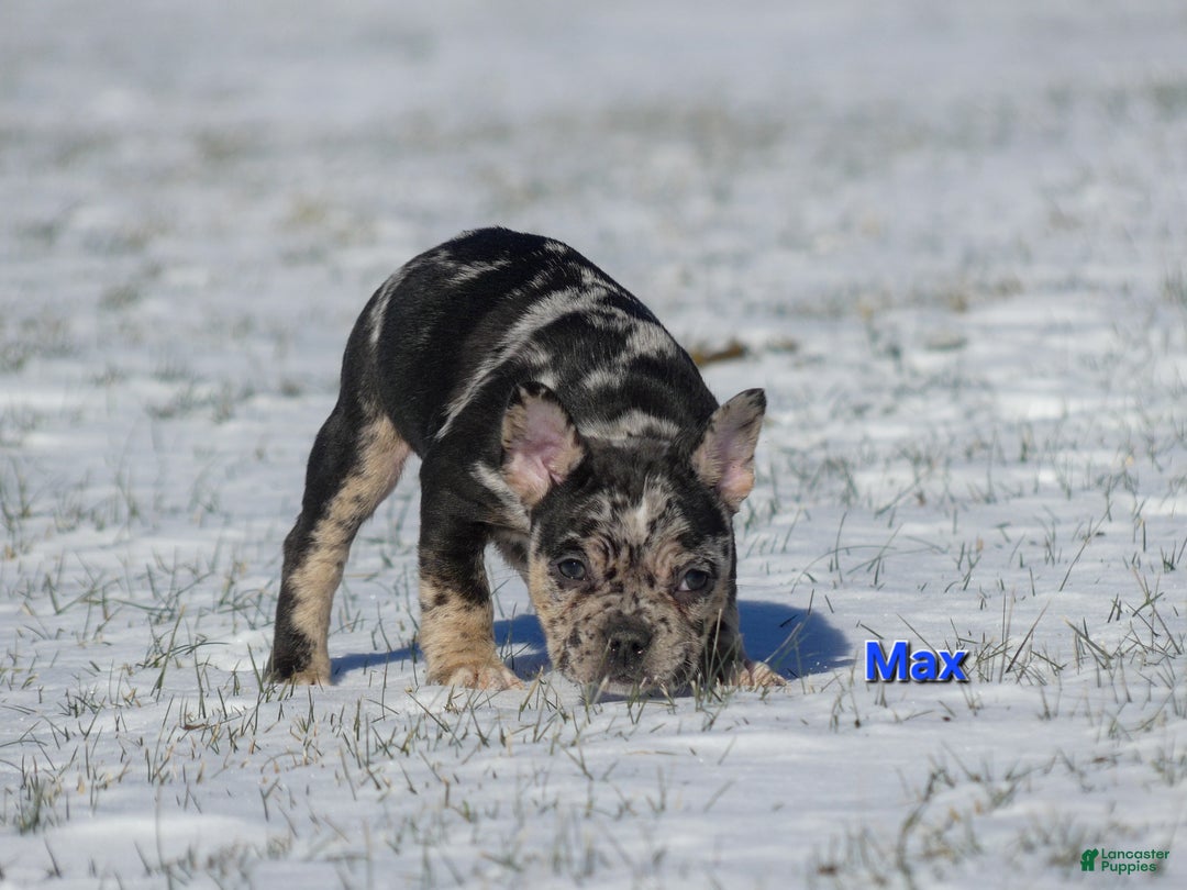 Mixed Breed dogs for sale: Max - Ad 3