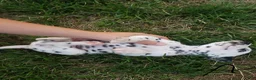 Dalmatian dogs for sale: Albert - Ad 2