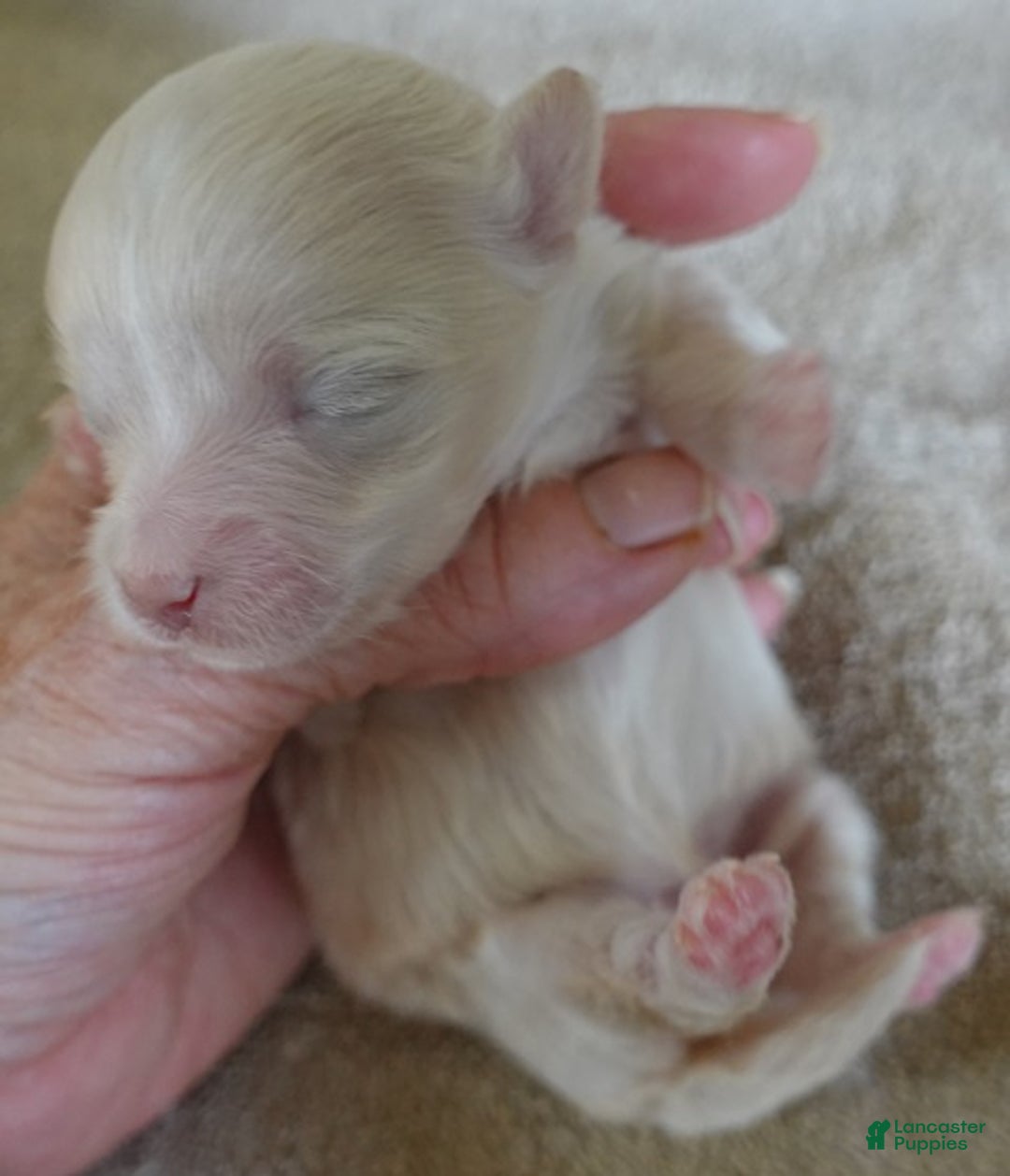 Maltipoo dogs for sale: Genevieve - Ad 6