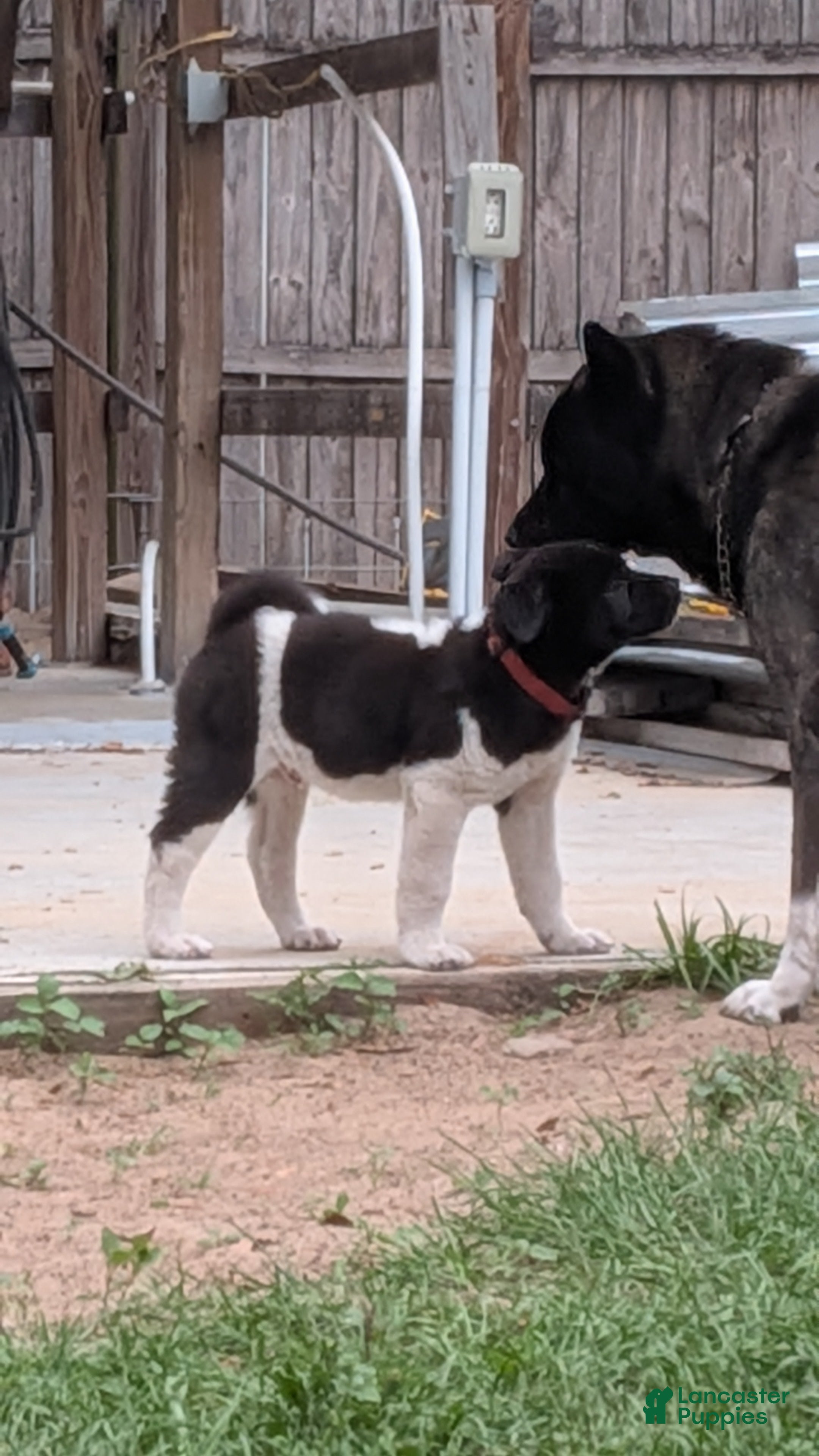 Akita dogs Akita Puppy 4 - Ad 1