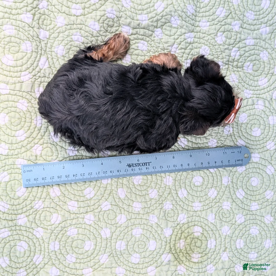 Yorkshire Terrier dogs for sale: Strawberry - Ad 10