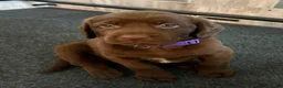 Mixed Breed dogs for sale: Purple Collar Boy - Ad 6