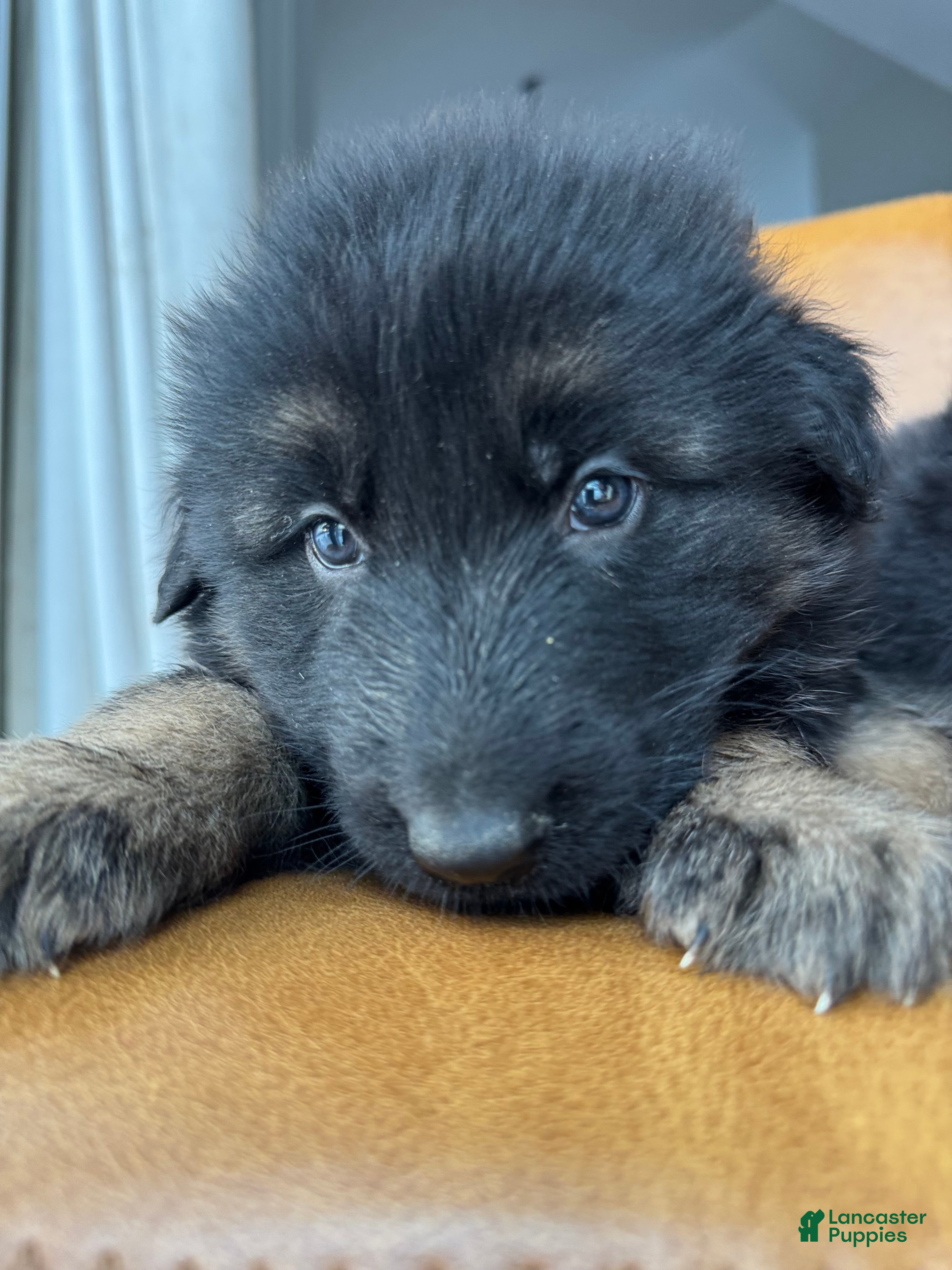 German Shepherd dogs Zara - Ad 1