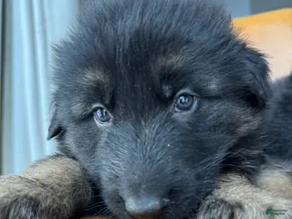 German Shepherd dogs Zara - Ad 1