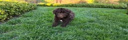 Portuguese Water Dog dogs for sale: Flint - Ad 10