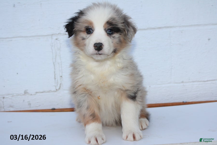 Australian Shepherd dogs Rufus - Ad 1