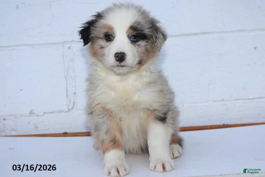 Australian Shepherd dogs for sale: Rufus - Ad 1