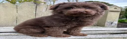 Mini Bernedoodle dogs for sale: 💗IN BOSTON MASSACHUSETTS AREA💗TINY CHOCOLATE DOODLE GIRL💗 - Ad 9
