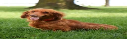 Miniature Dachshund dogs for sale: Lance - Ad 5
