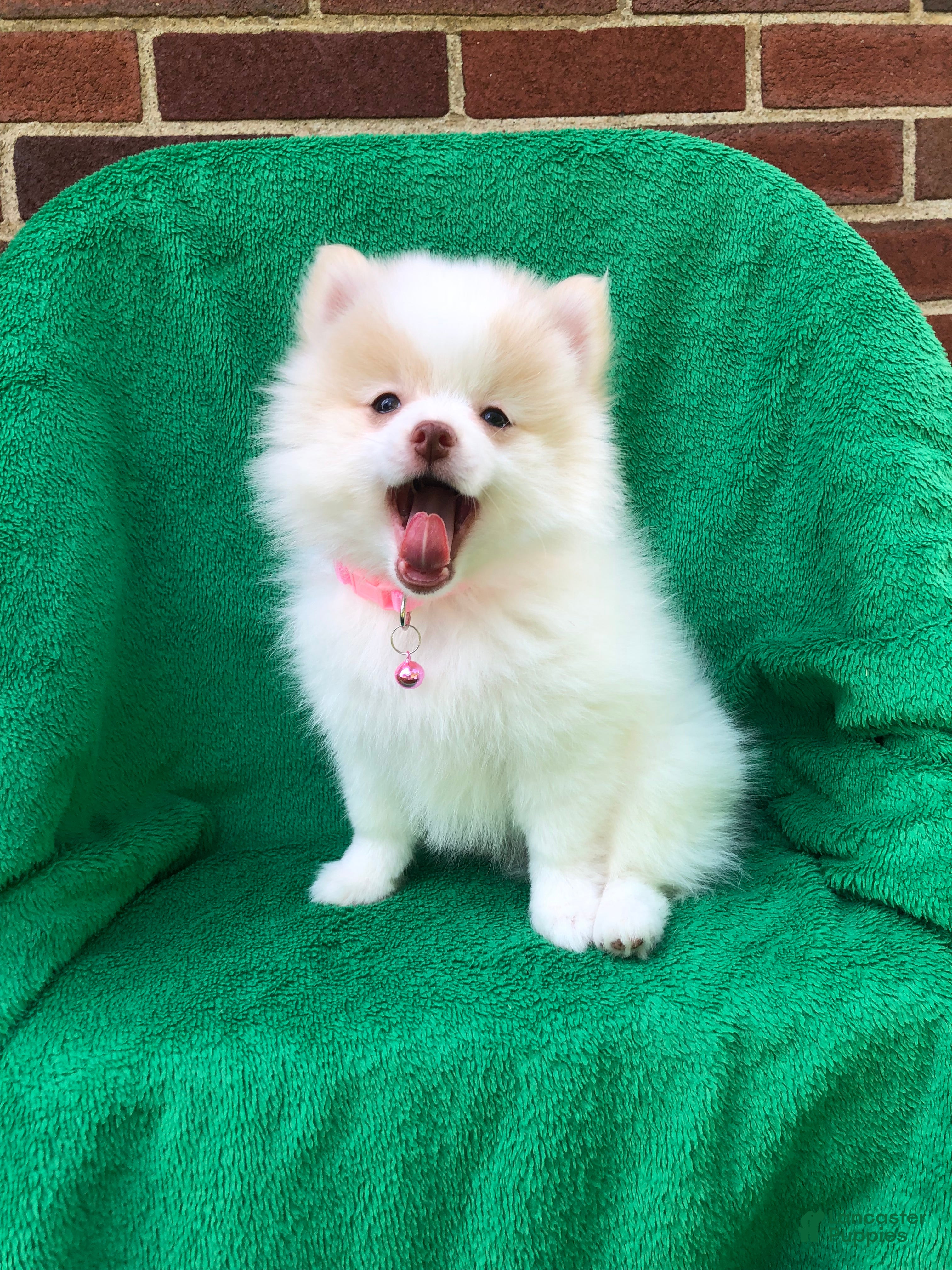Pomeranian dogs Gemma - Ad 1