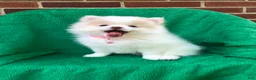Pomeranian dogs for sale: Gemma - Ad 1