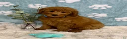 Mini Goldendoodle dogs for sale: Jackson - Ad 2