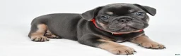 French Bulldog dogs for sale: Dustin - Ad 2