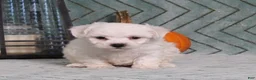 Bichon Frise dogs for sale: Jasmine - Ad 4