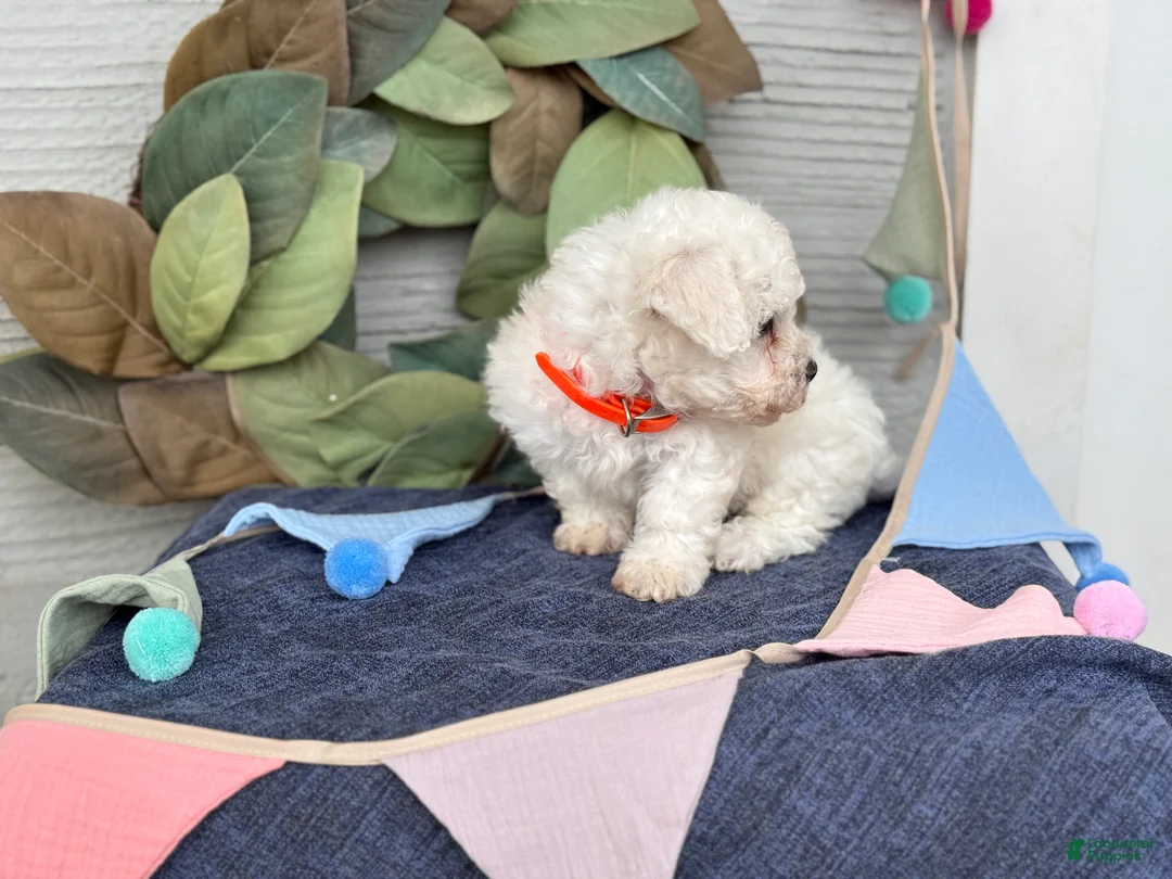 Bichon Frise dogs for sale: Elliot - Ad 2