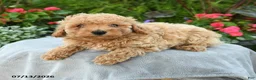 Toy Poodle dogs for sale: Palina - Ad 4