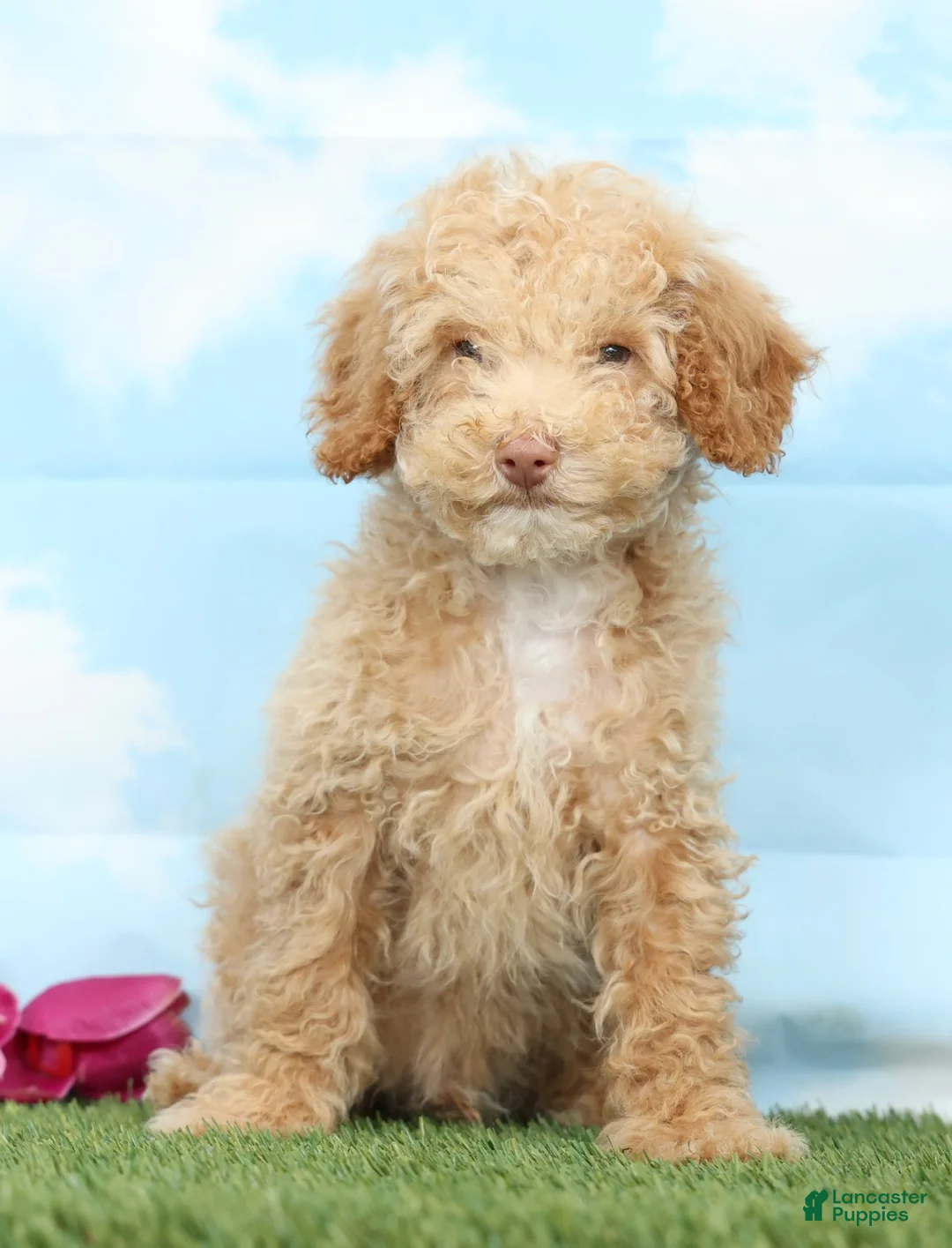 Miniature Poodle dogs for sale: Bahama - Ad 2
