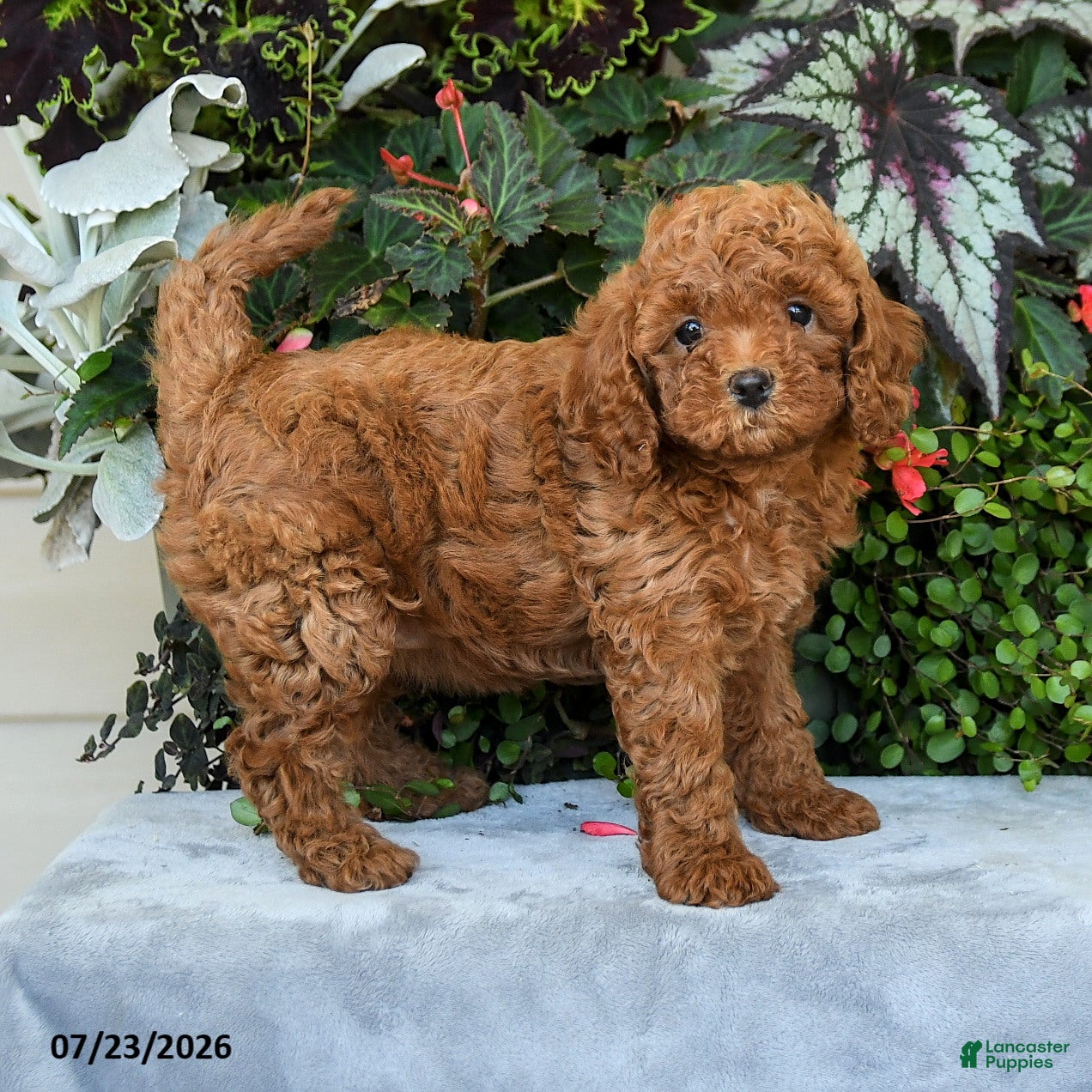 Cavapoo dogs for sale: Zayda - Ad 2