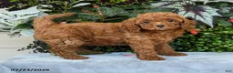 Cavapoo dogs for sale: Zayda - Ad 1