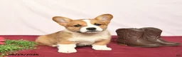 Welsh Corgi Pembroke dogs for sale: Teddy  - Ad 4