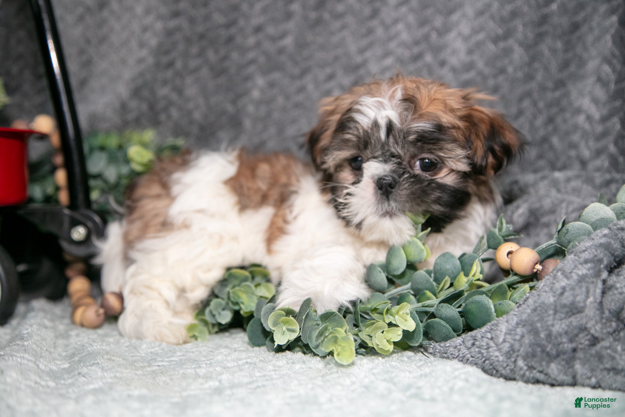 Shih Tzu dogs Prissy - Ad 9