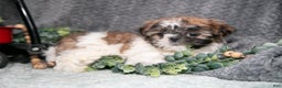 Shih Tzu dogs for sale: Prissy - Ad 1