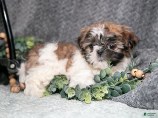 Shih Tzu dogs Prissy - Ad 9