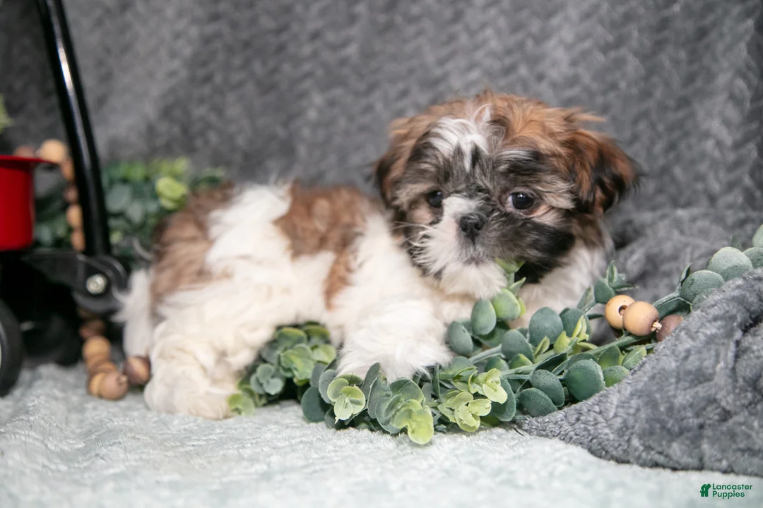Shih Tzu dogs for sale: Prissy - Ad 1