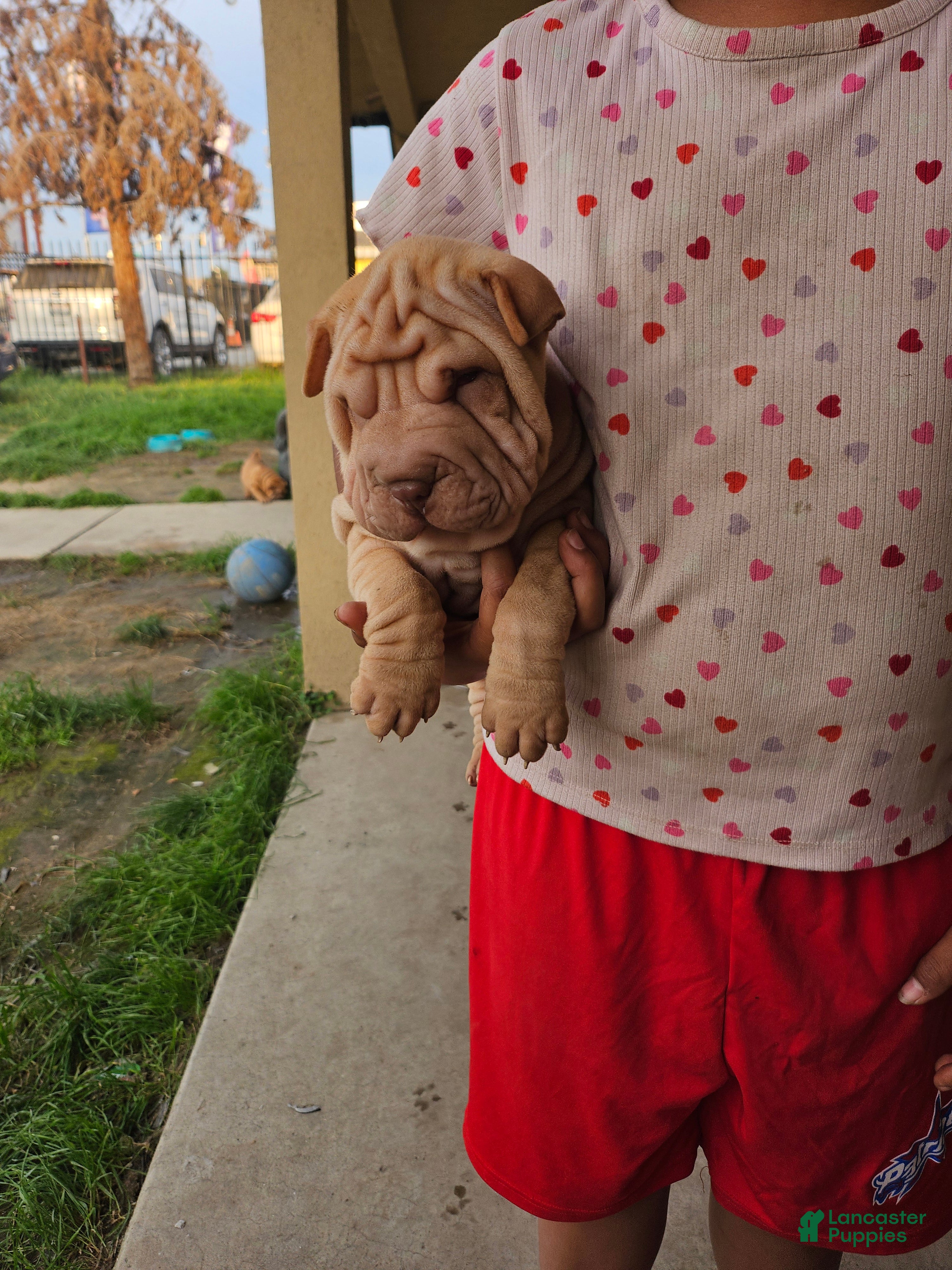 Shar Pei dogs Shar Pei Puppy 4 - Ad 2
