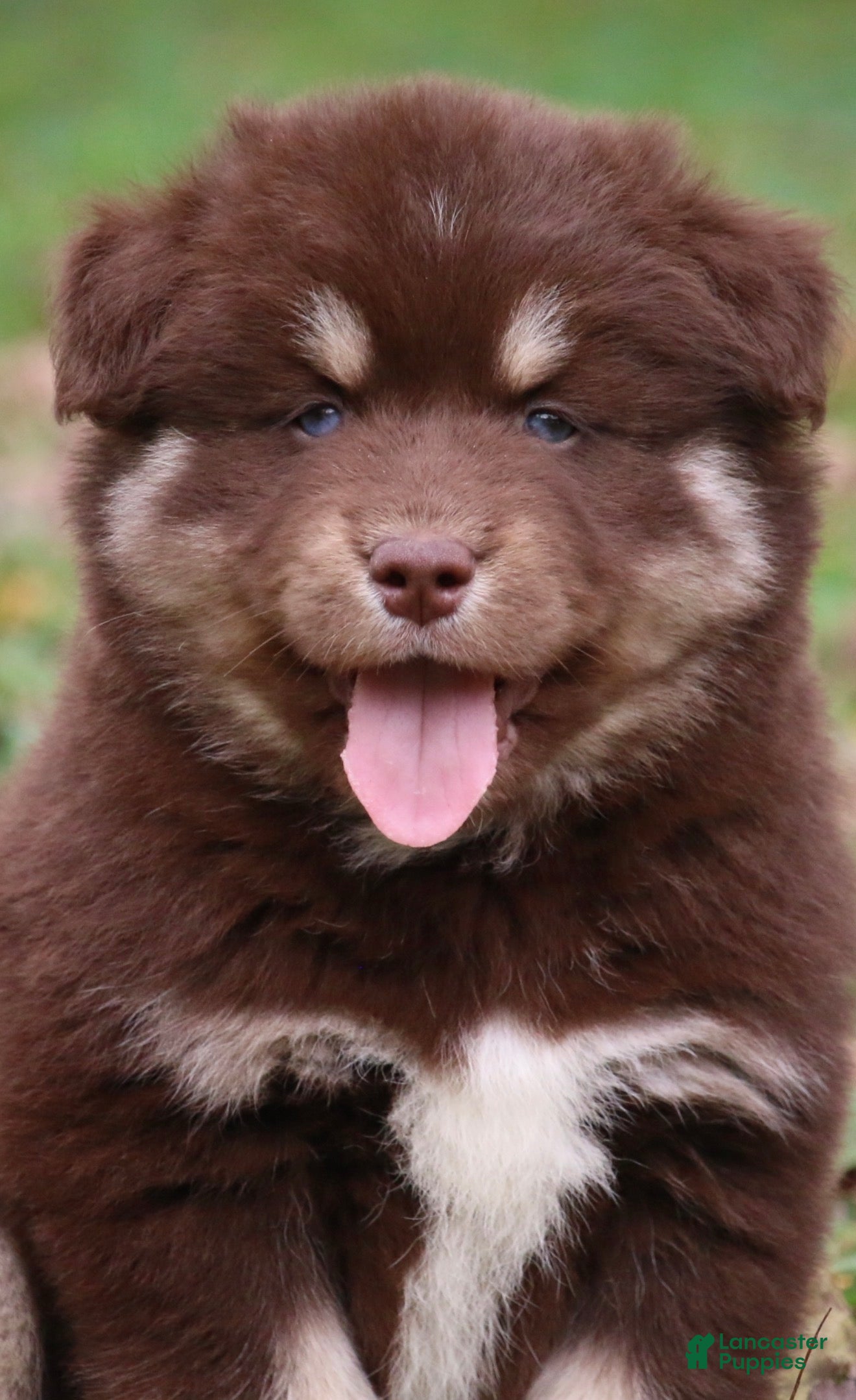 Pomsky dogs for sale: Hulk  - Ad 1