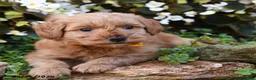 Mini Goldendoodle dogs for sale: Jereiah - Ad 4