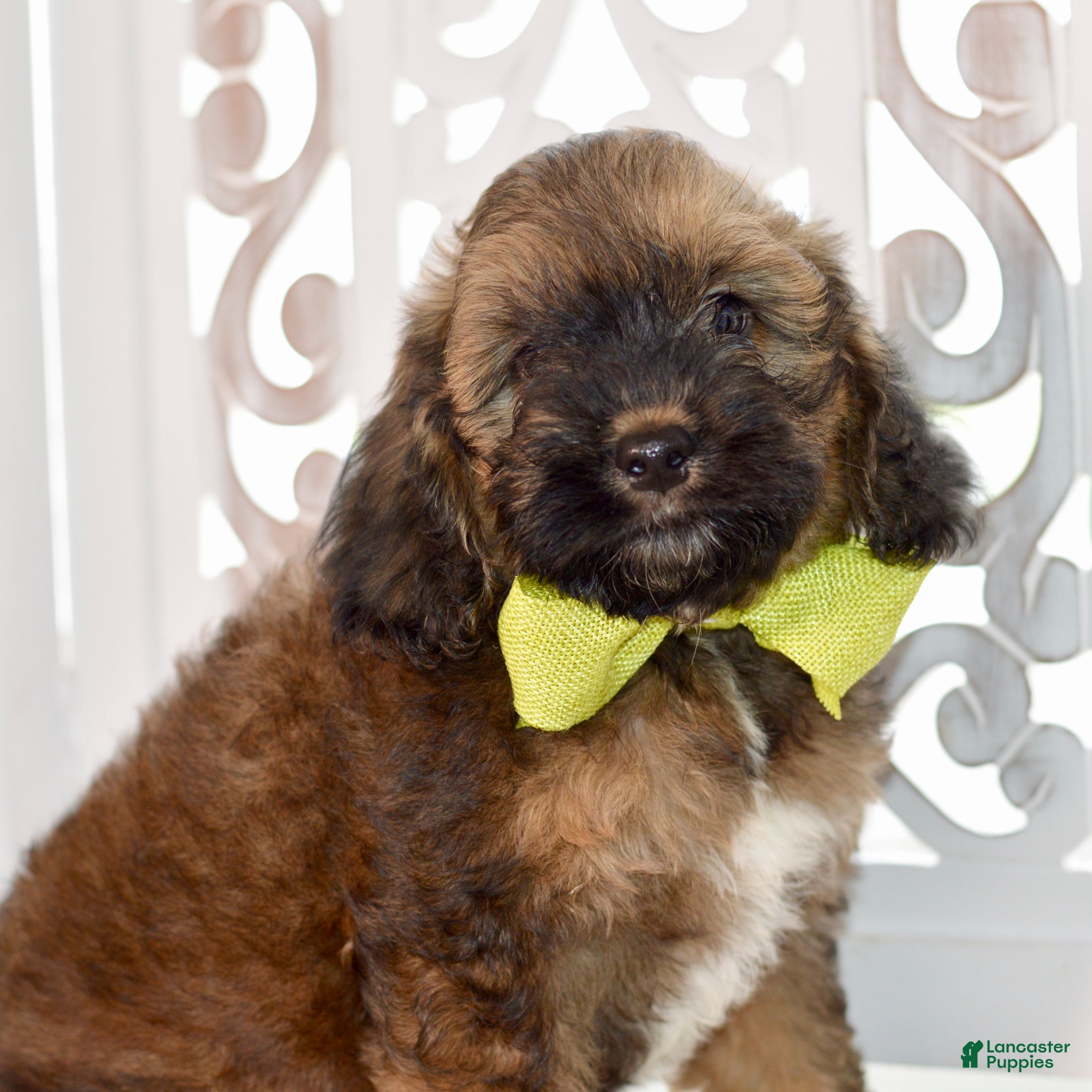 Cockapoo dogs True - Ad 2