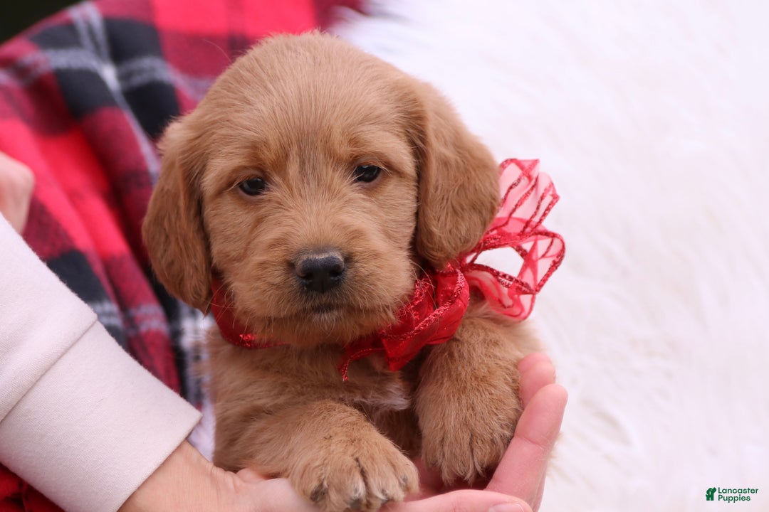 Labradoodle dogs for sale: Jade  - Ad 2