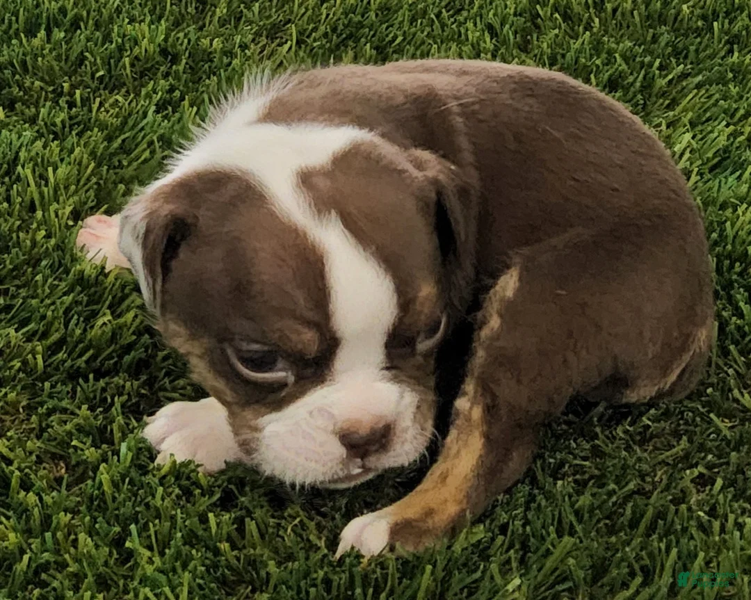 English Bulldog dogs for sale: Macey English Bulldog Puppy  - Ad 2