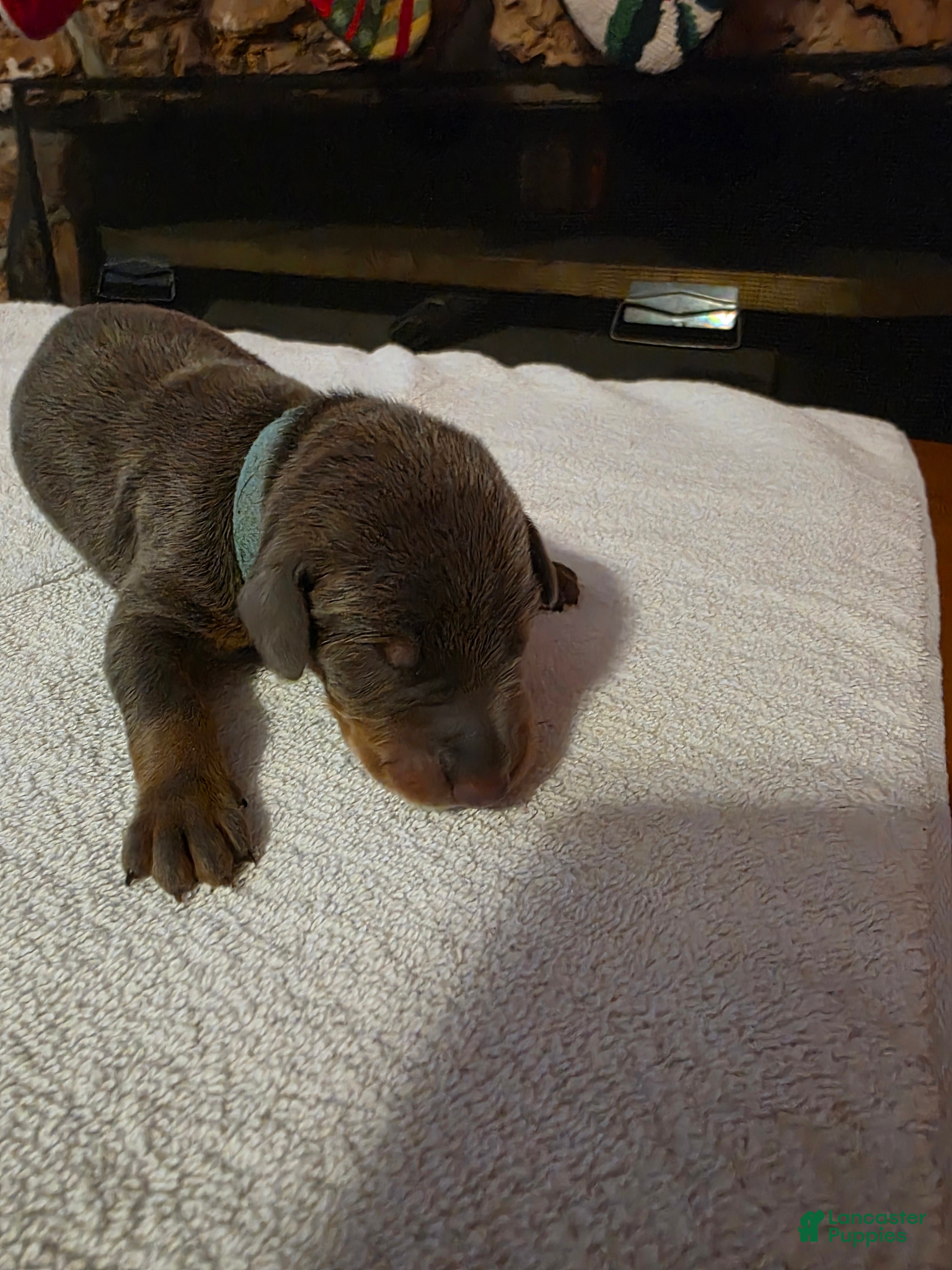 Doberman Pinscher dogs Doberman Pinscher Puppy 8 - Ad 26