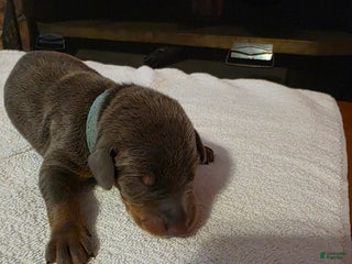 Doberman Pinscher dogs Doberman Pinscher Puppy 8 - Ad 40